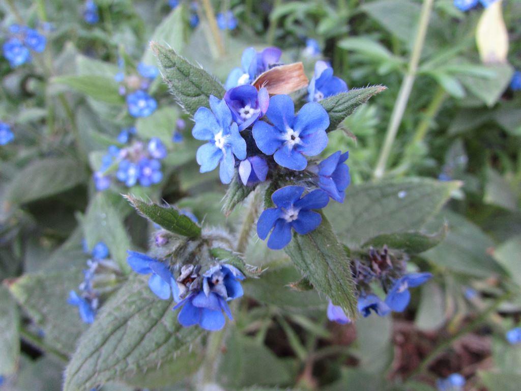 blue