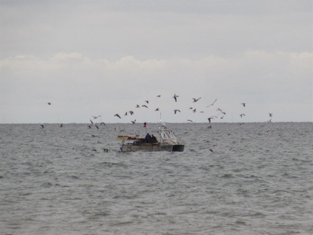 crabboat&gulls