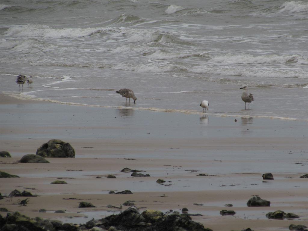 gulls