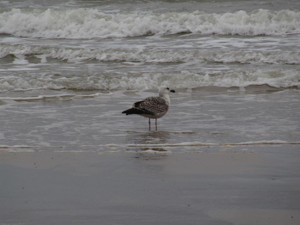 gull