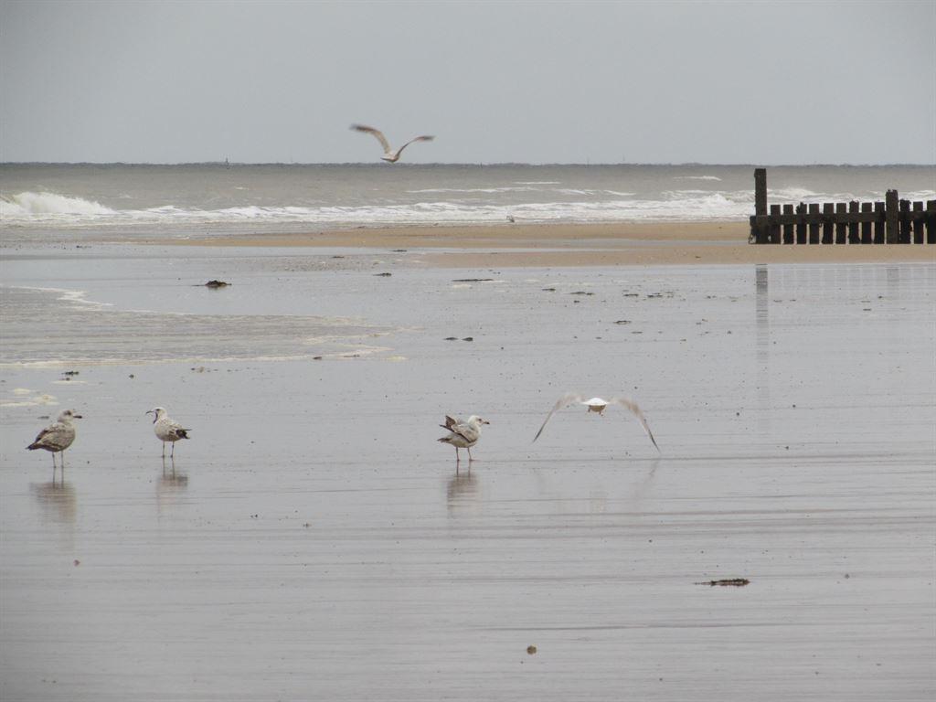 overstrandgulls