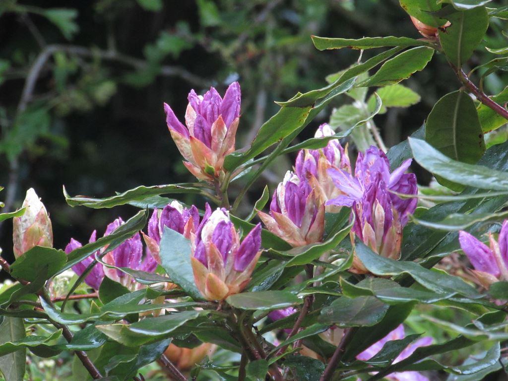 rhodobuds