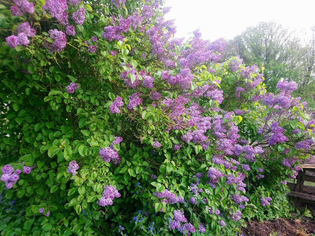 lilac1