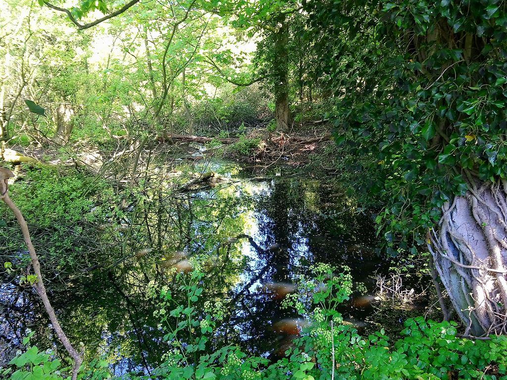 pond