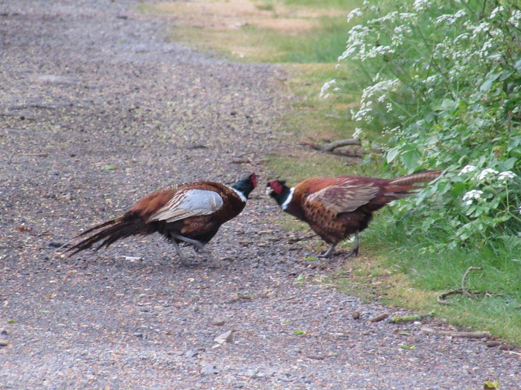 pheasants2