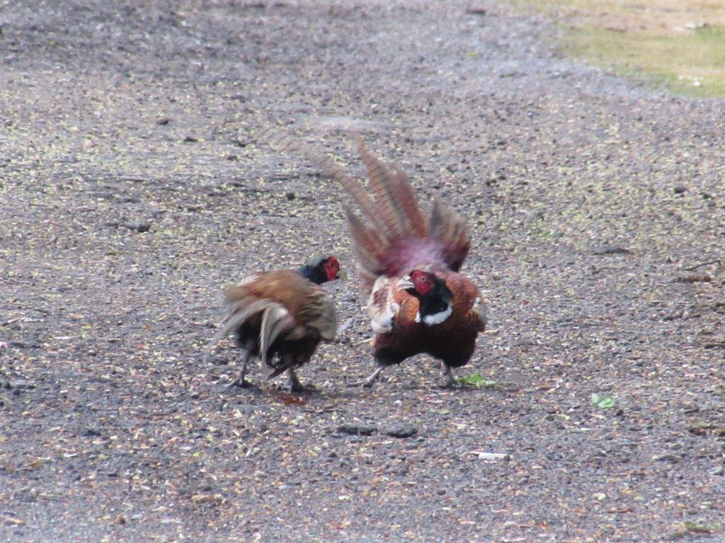 pheasants3