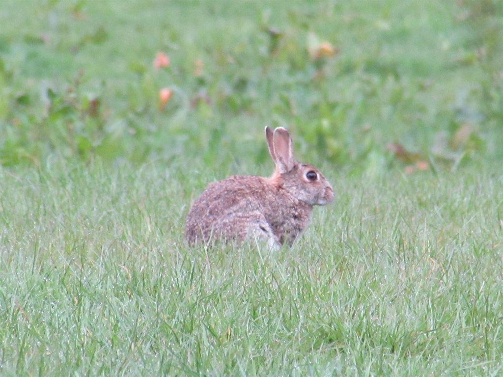 bunny