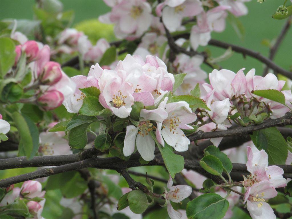 blossom