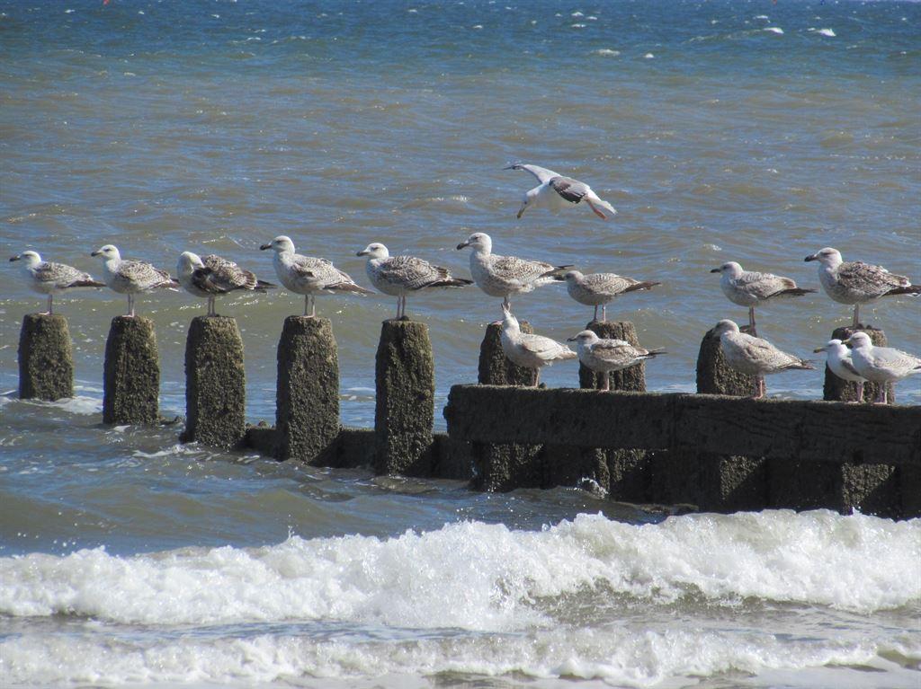 gulls2