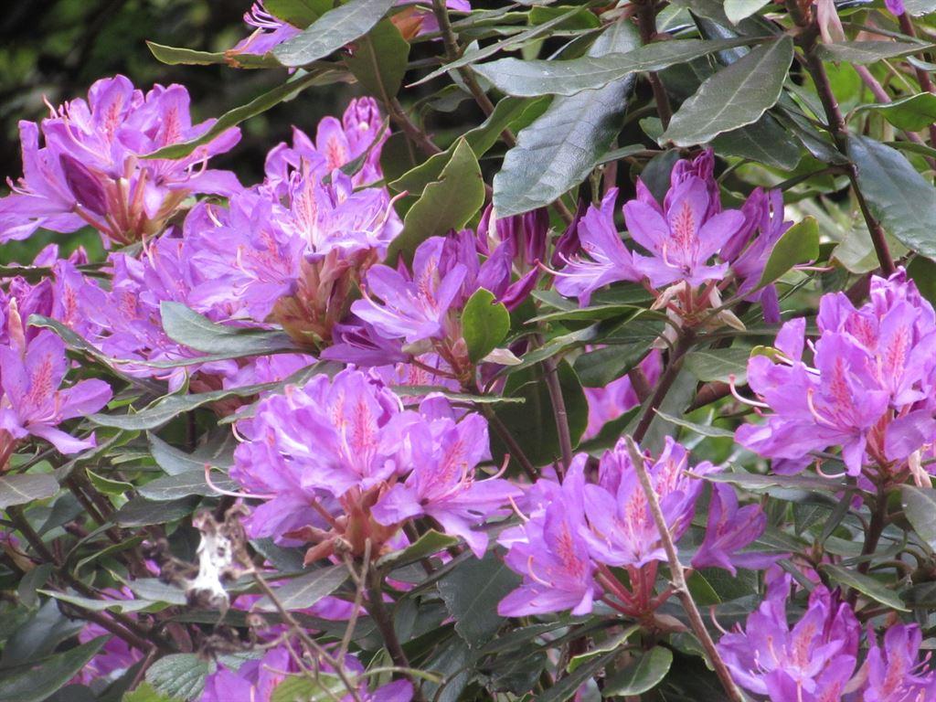 rhodies1