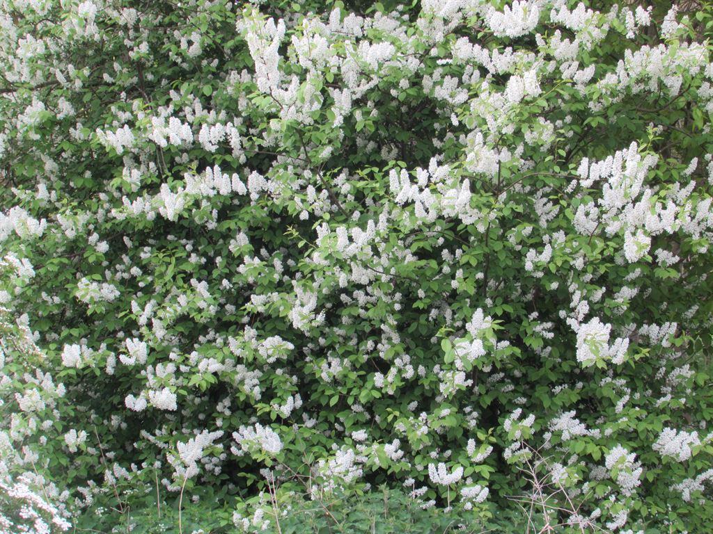 whitelilac