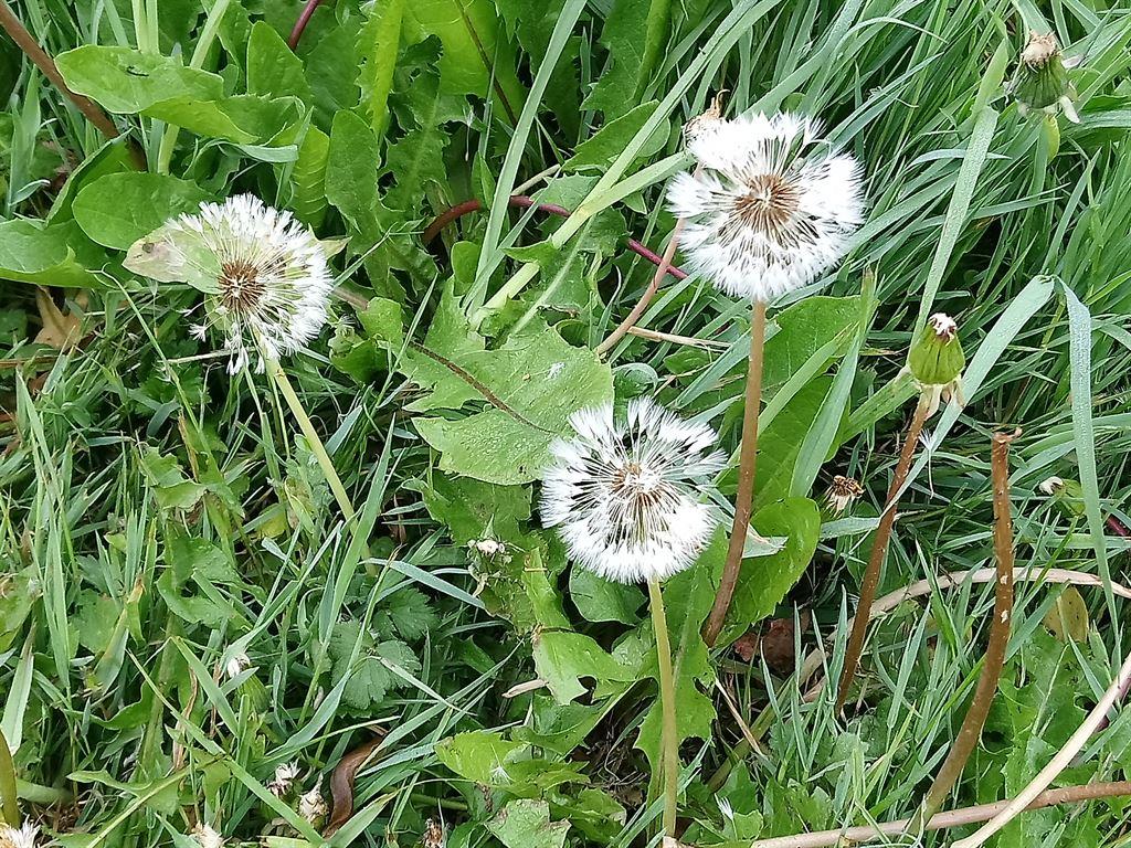 dandelions