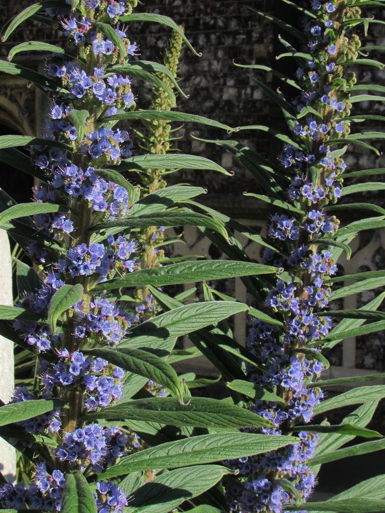 longflowers