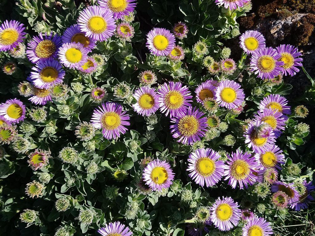 daisies