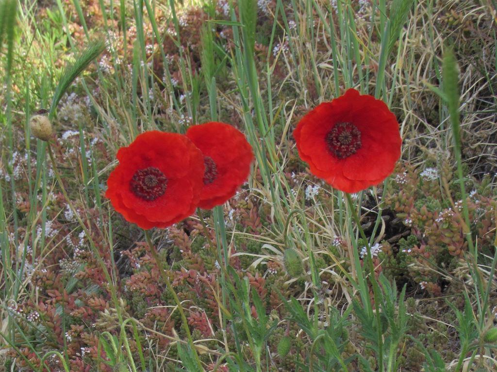 poppies