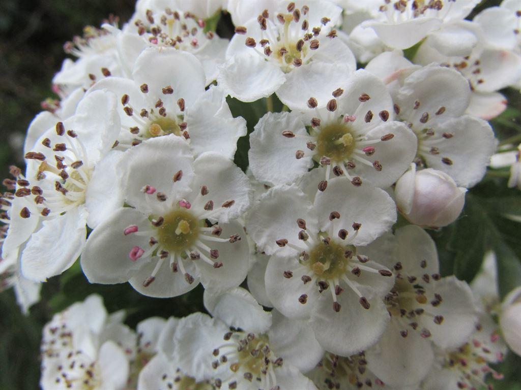 may
