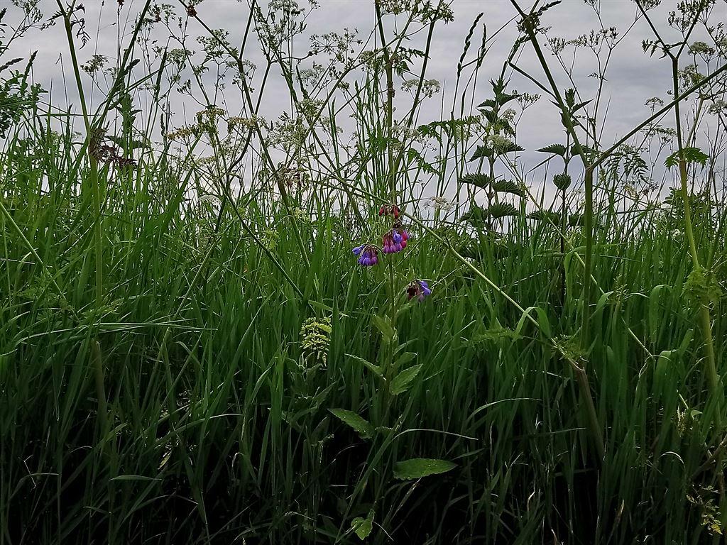 singlepurple