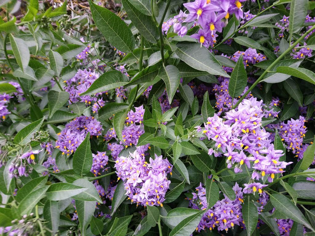 flowers