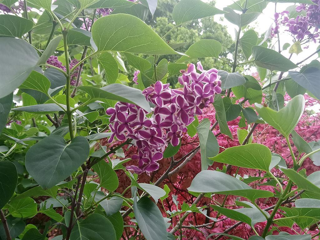 variegated
