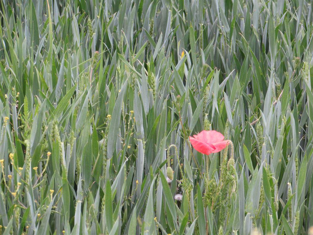 poppy