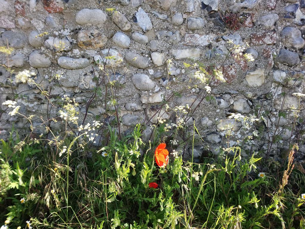 poppy&wall