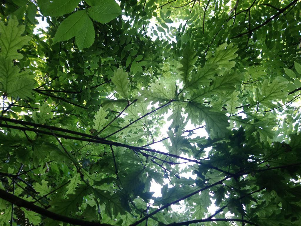 oak
