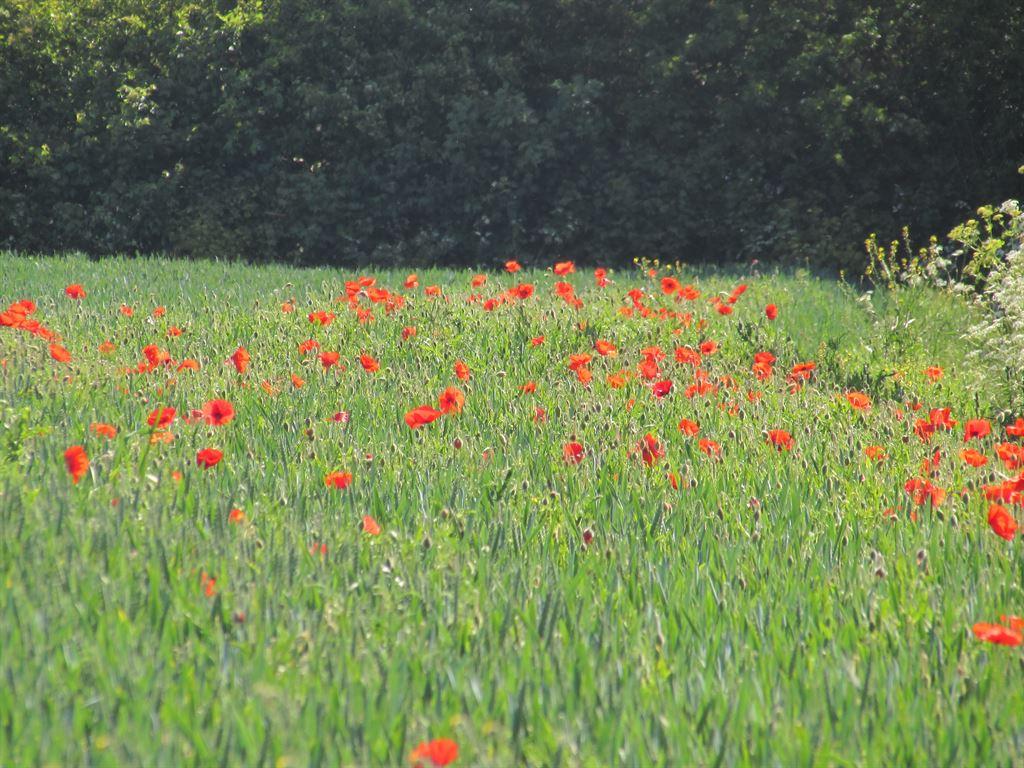 poppies&corn