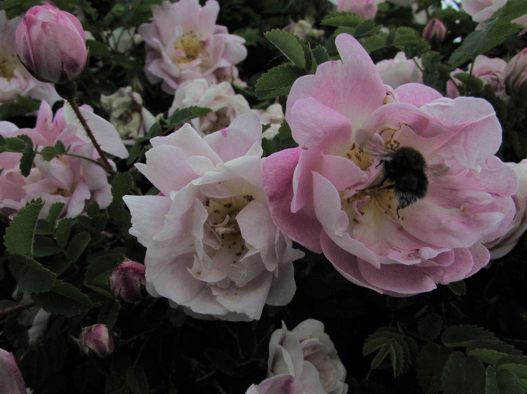 roses1