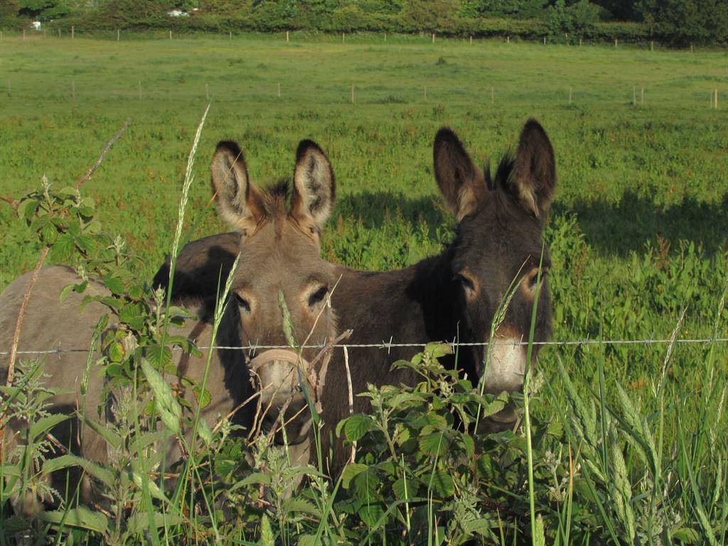 donkeys