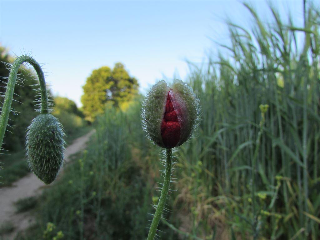poppybud