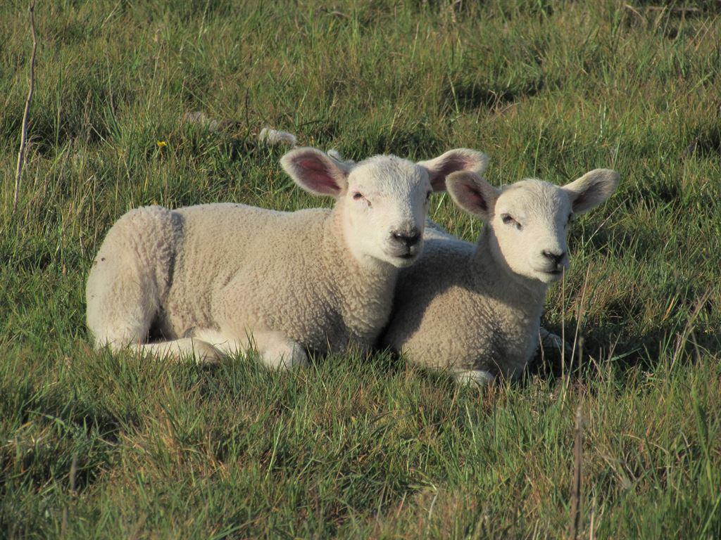 lambs1