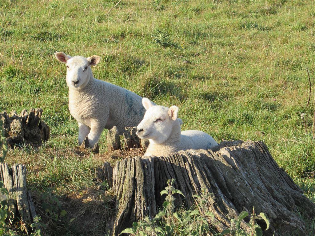 lambs2