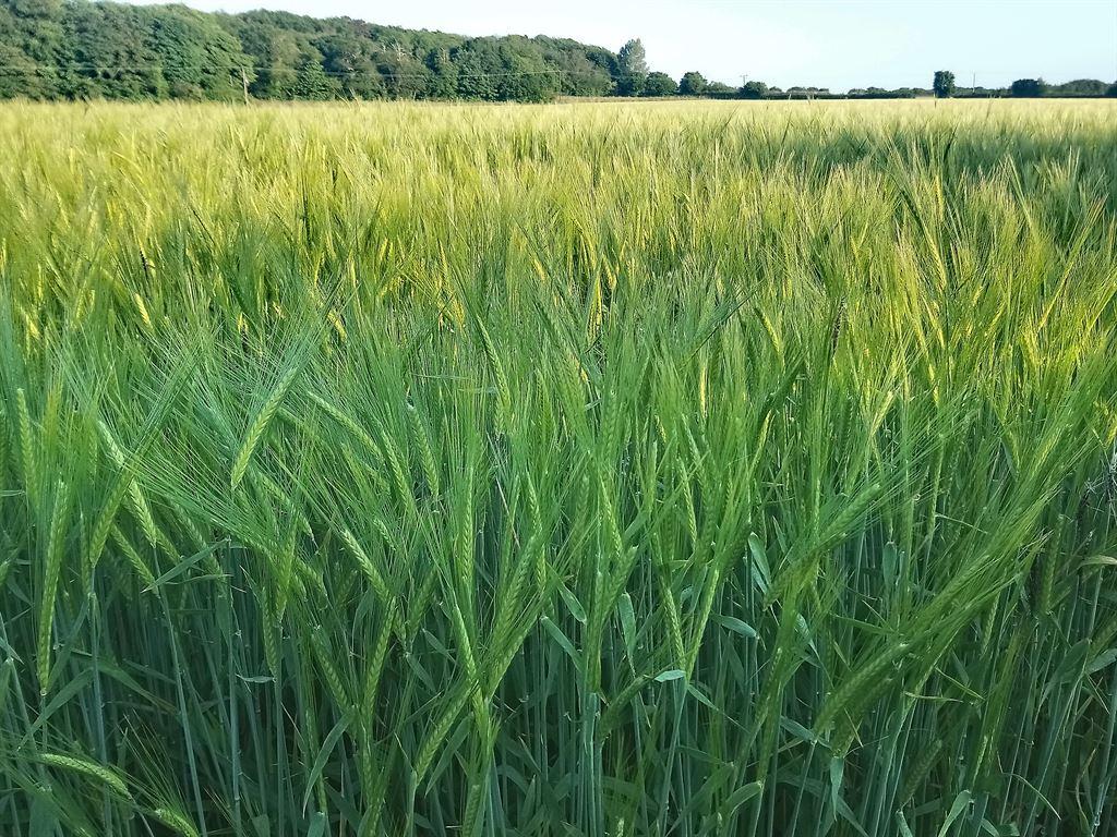 corn