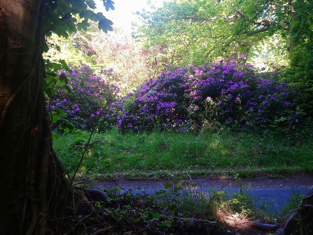 rhodies2