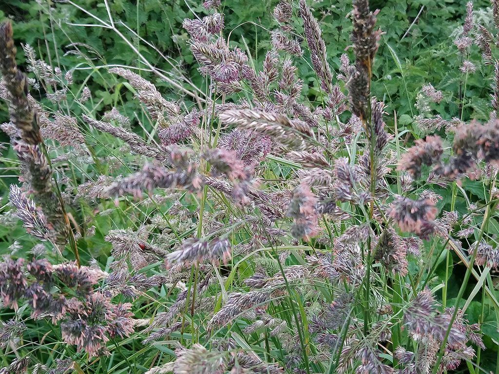 grass