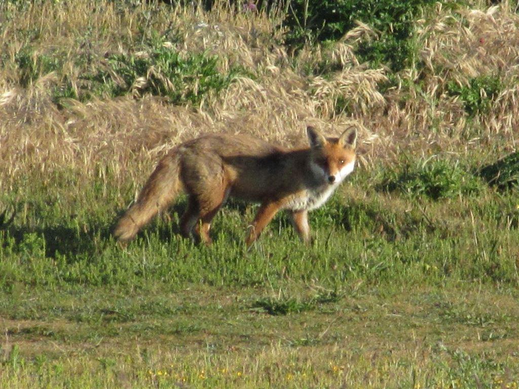 fox2