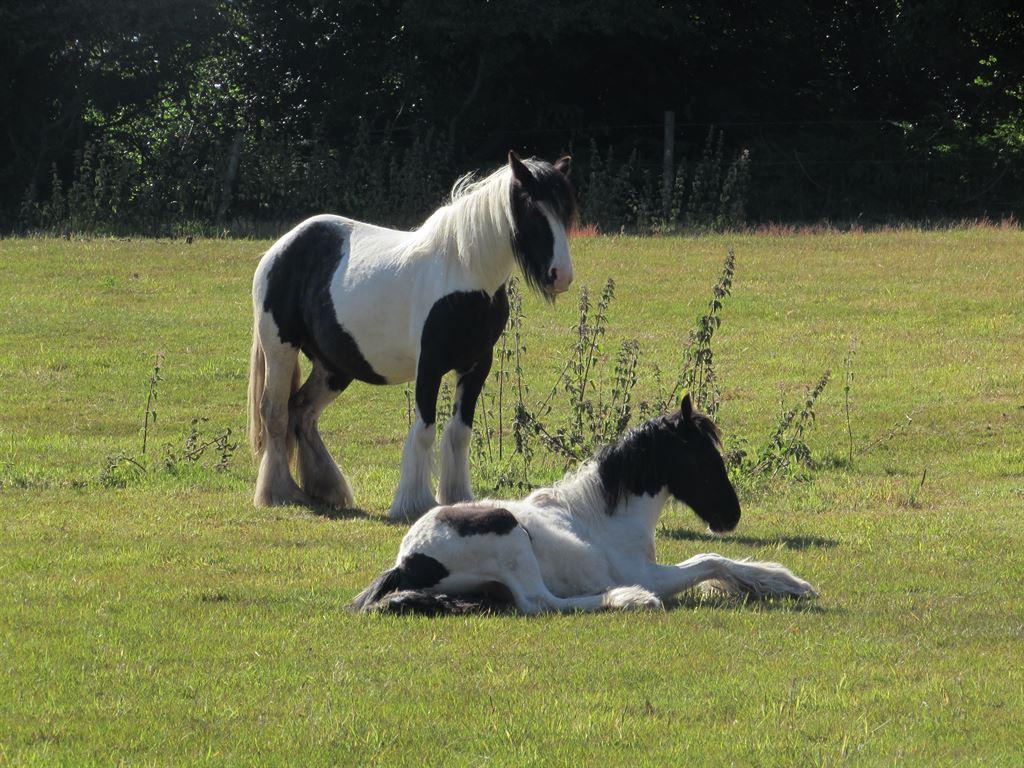 horses