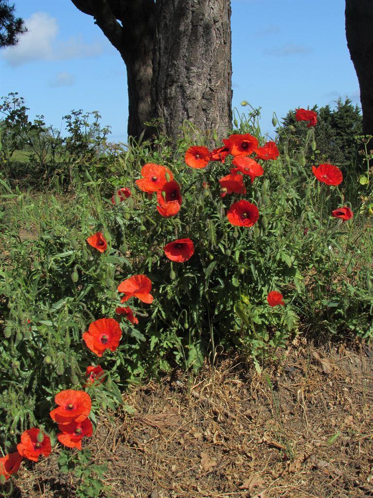 poppies