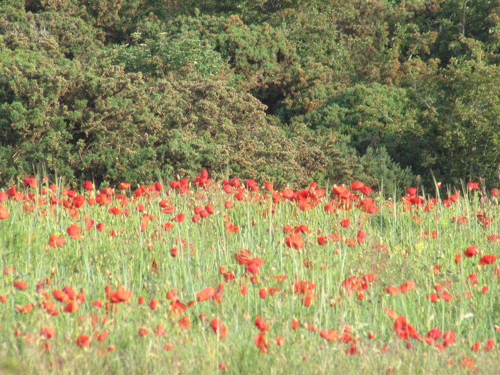 poppies1