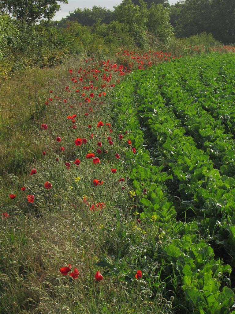 poppies2