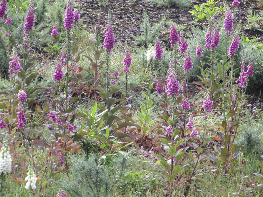 foxgloves2
