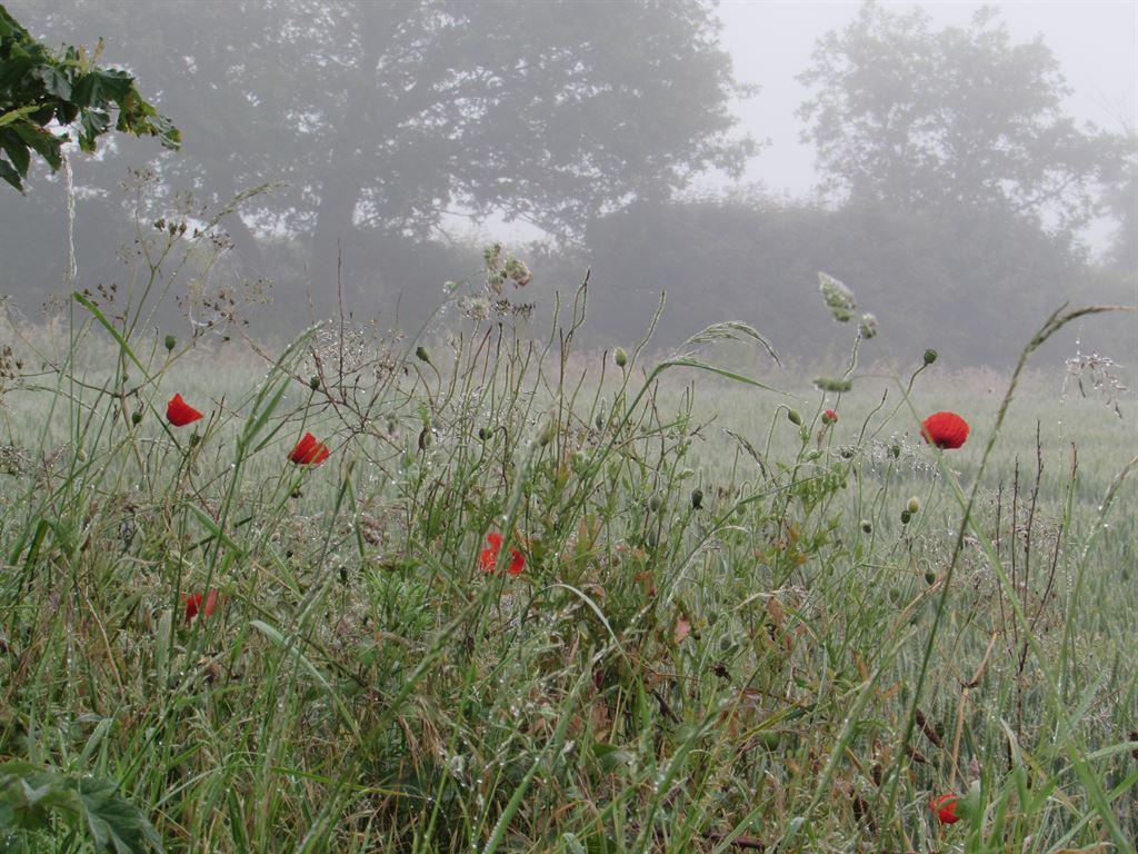 mistypoppies