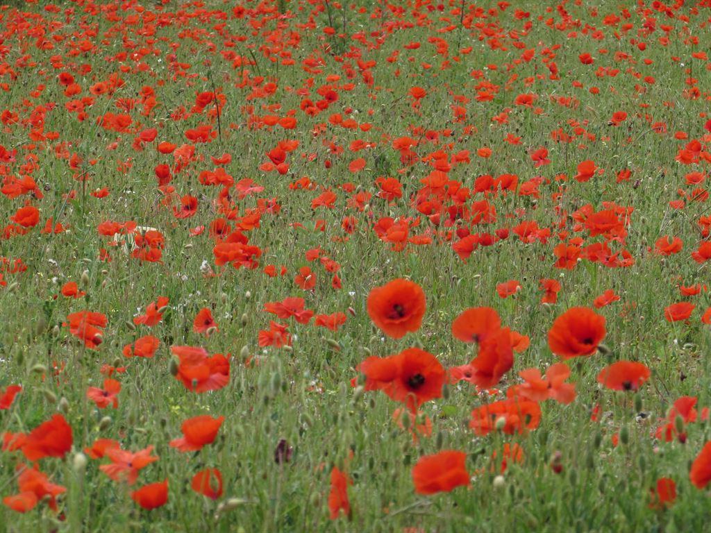 estatepoppies