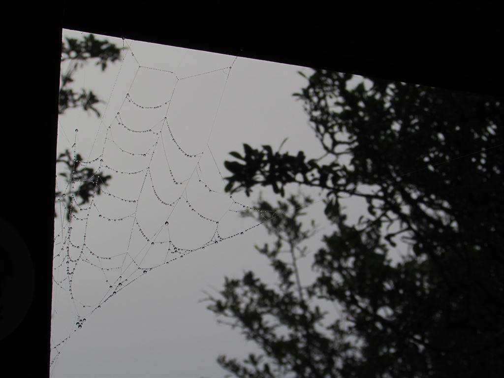 web