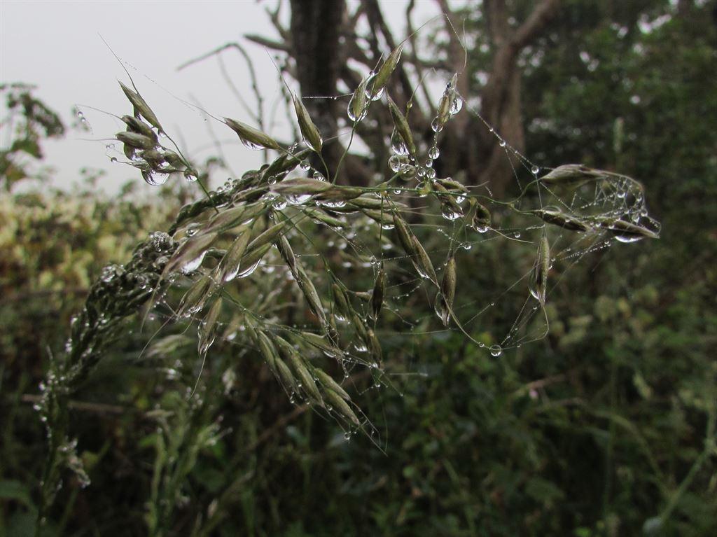 grass1