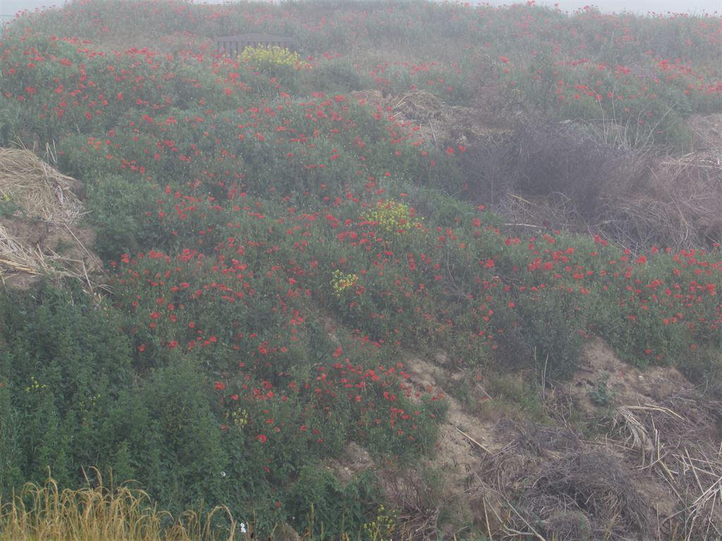 poppies&cliff