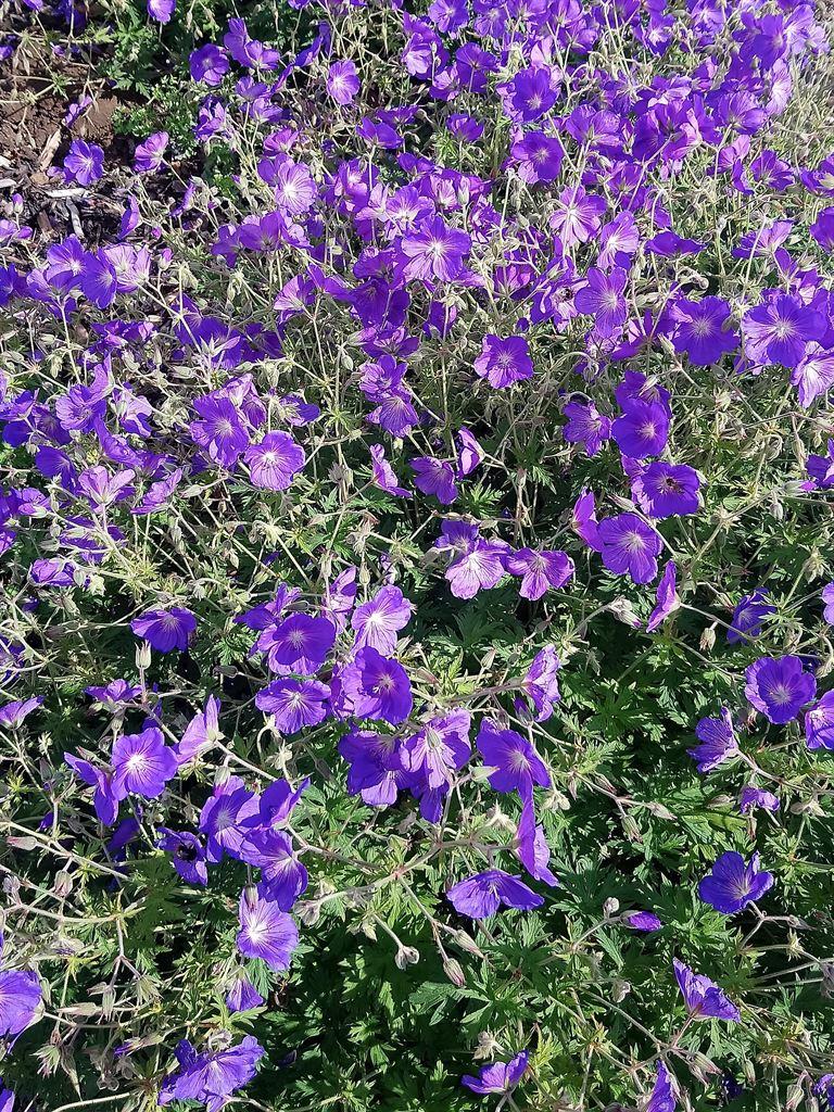 surgeryflowers