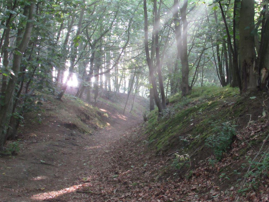 wood