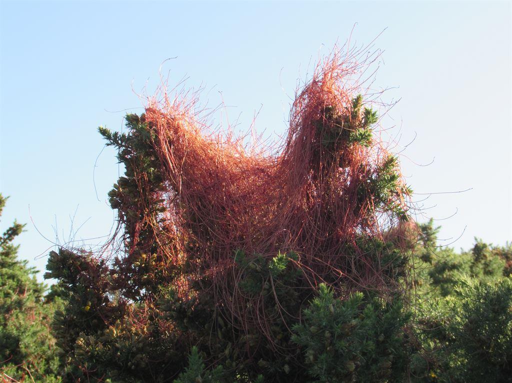 dodder