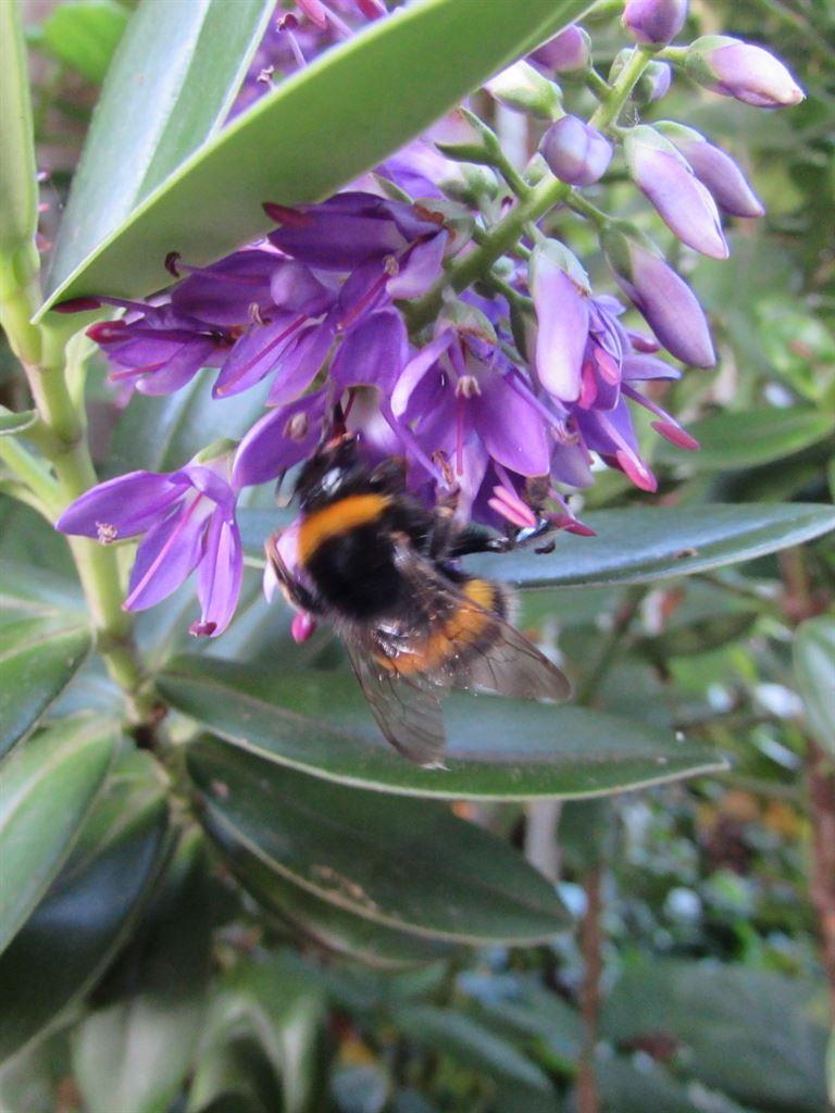 bee
